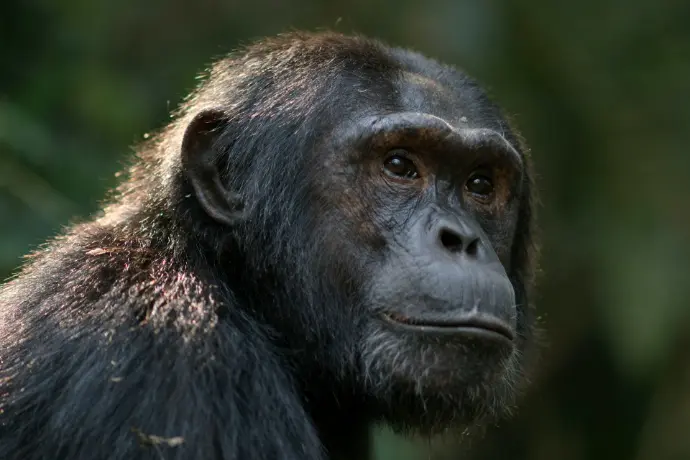 A close up of a chimpan standing in a forest