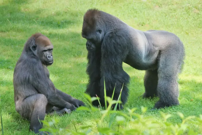 a couple of monkeys in a grassy area